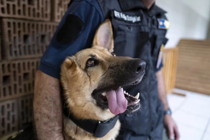 German shepherd wounded in Ukraine gets new start as Hungarian police dog