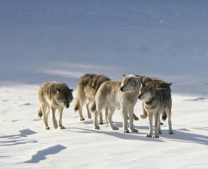 How a lone 'immigrant' wolf revived a forest ecosystem