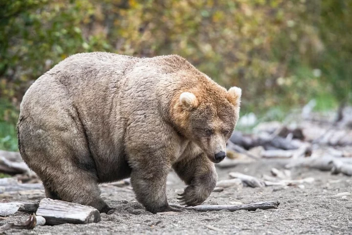 A government shutdown means bad news for Fat Bear Week