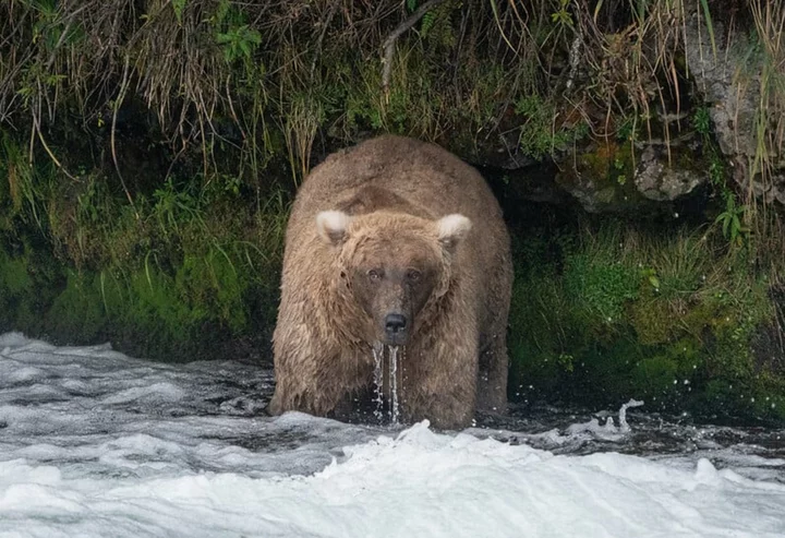 Fat Bear Week winner is revealed. She's a rebel.