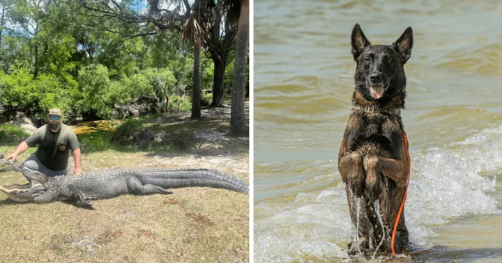 Man rescues beloved dog from the jaws of 12-foot alligator in Florida park, emerges as true hero