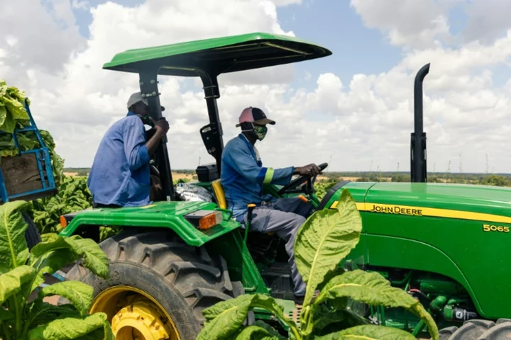 WHO backs farmers to grow food instead of tobacco