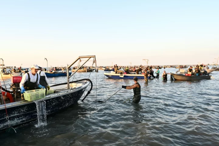 Italy's clam farmers fear blue crab 'invasion'