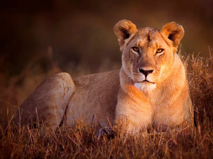 Police warn of ‘lioness’ on the loose in Berlin as people told to hide pets