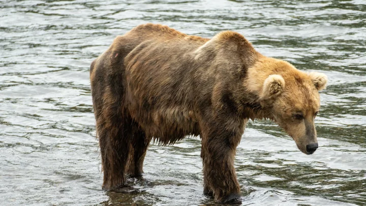 This bear looked frail and weak. Look at his transformation.