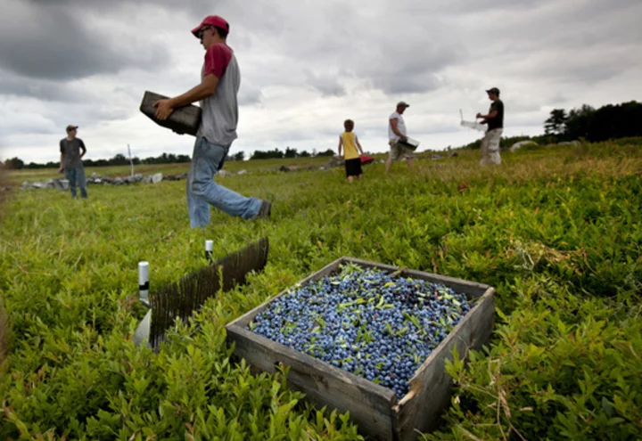 Wild blueberry production takes a dip in the face of drought