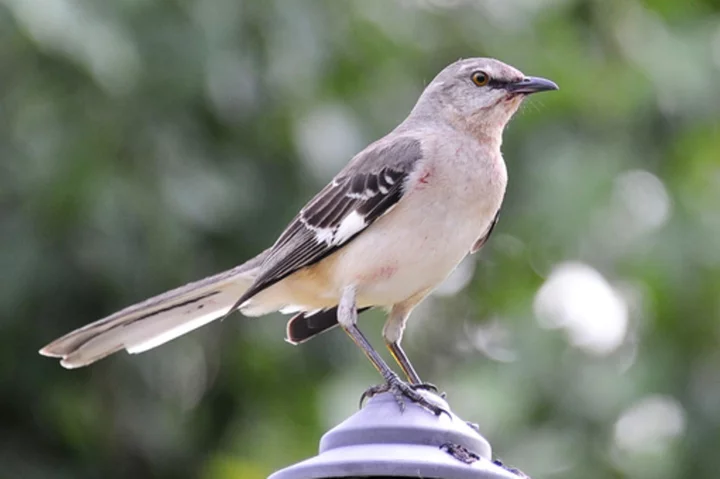 Who's that singing? As fall migration arrives, apps that ID birds by sound have taken off