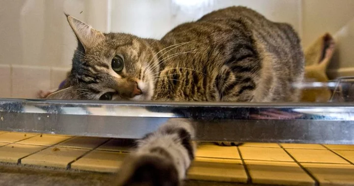 'Most cuddling, caring cat' found tortured to death inside microwave while owners were away