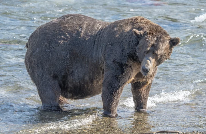 Fat Bear Week is back. In 2023, the bears overcame big obstacles.