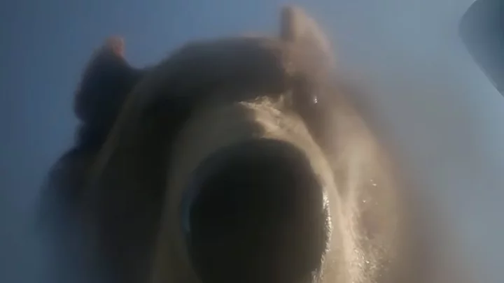 GoPro footage captures curious bear picking up camera, taking selfie