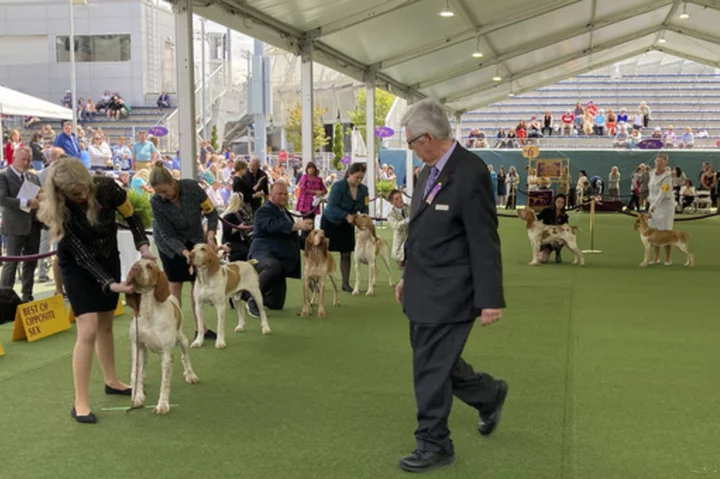 Dog co-owned by country's Tim McGraw wins new breed at show