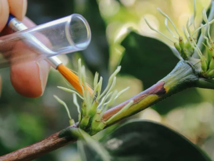 Starbucks scientists are developing climate-proof coffee