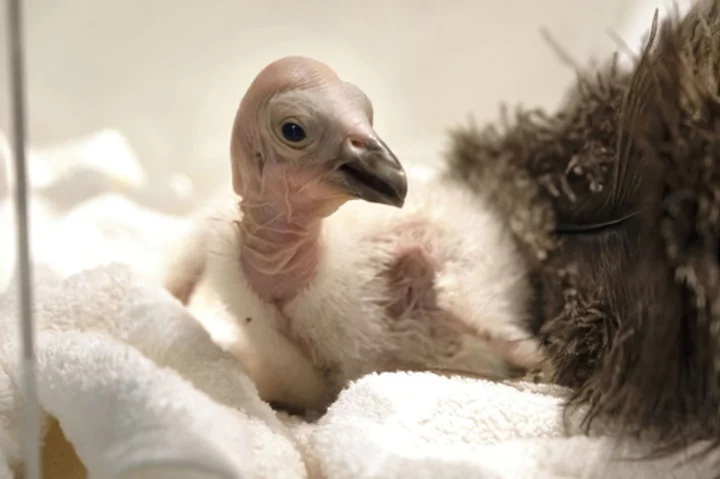 California condors confront bird flu in flight from extinction