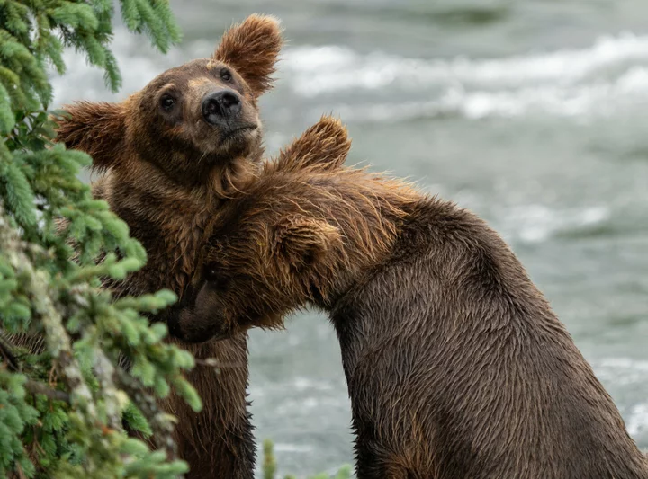 Unprecedented fat bear story just got even better