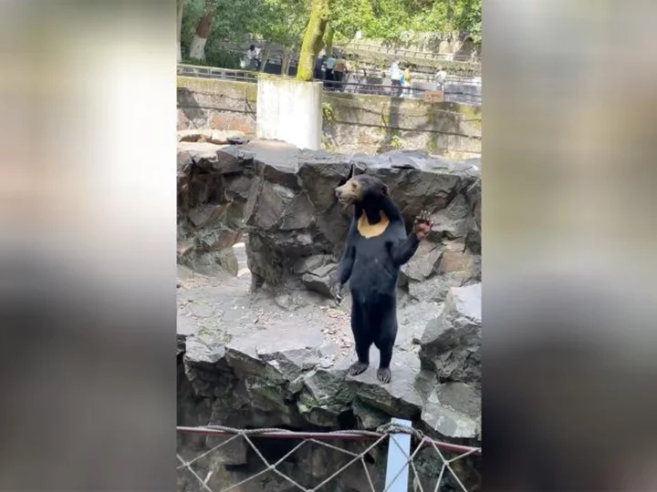 Chinese zoo denies its sun bears are people in costume